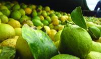 Revista PRODUCCION: Decomisaron de más de 43 toneladas de frutas cítricas