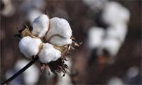 Revista PRODUCCION: Algodón: su producción aumentará un 17 por ciento