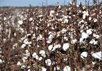 Revista PRODUCCION: Algodón: su producción aumentará un 17 por ciento