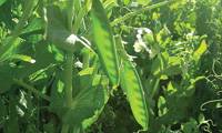 Revista PRODUCCION: Legumbres: una alternativa rentable y sustentable