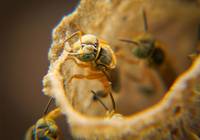 Revista PRODUCCION: Abejas sin aguijón, aliadas de la medicina