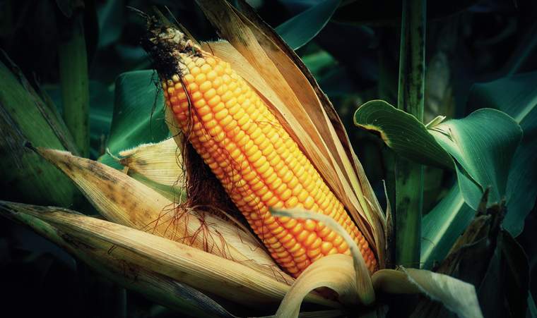 Revista PRODUCCION: Manejo responsable de nutrientes