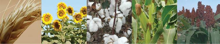 Revista PRODUCCION: Bajo iguales condiciones, Argentina produciría 128 mill/tn en el año 2023