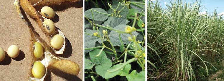 Revista PRODUCCION: Ser sojero o cañero, he ahí la cuestión