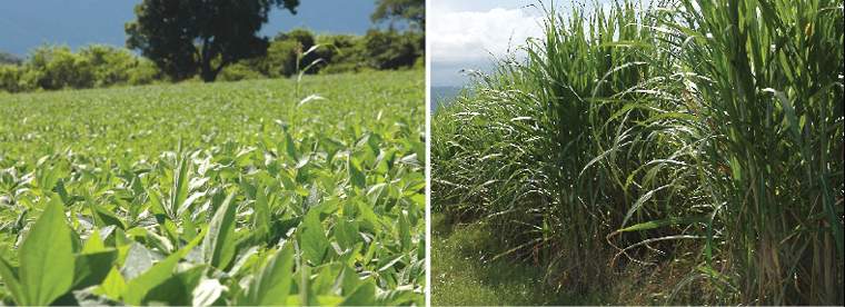 Revista PRODUCCION: Ser sojero o cañero, he ahí la cuestión
