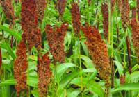 Revista PRODUCCION: Sorgo, un buen antecesor que no tiene mercado