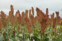 Revista PRODUCCION: Sorgo, un buen antecesor que no tiene mercado