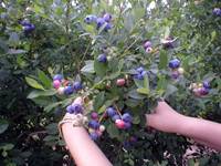 Revista PRODUCCION: El arándano tucumano se consolida y vuela alto