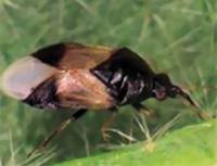 Revista PRODUCCION: Insectos depredadores