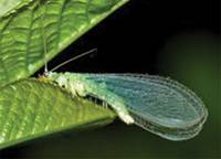 Revista PRODUCCION: Insectos depredadores