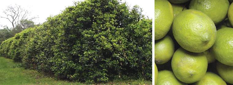 Revista PRODUCCION: Se corren las nubes para el sector citrícola