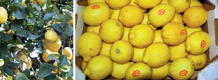 Revista PRODUCCION: Se corren las nubes para el sector citrícola