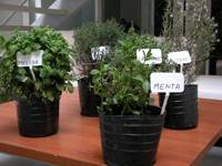 Revista PRODUCCION: Opciones para ahuyentar las plagas de la huerta