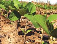 Revista PRODUCCION: Fertilidad 2015: "Nutriendo los suelos para el futuro"