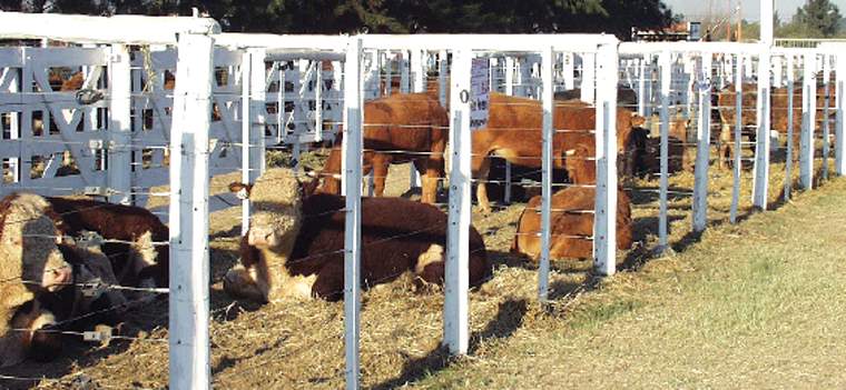 Revista PRODUCCION: Buen momento para desarrollar la ganader&iacute;a