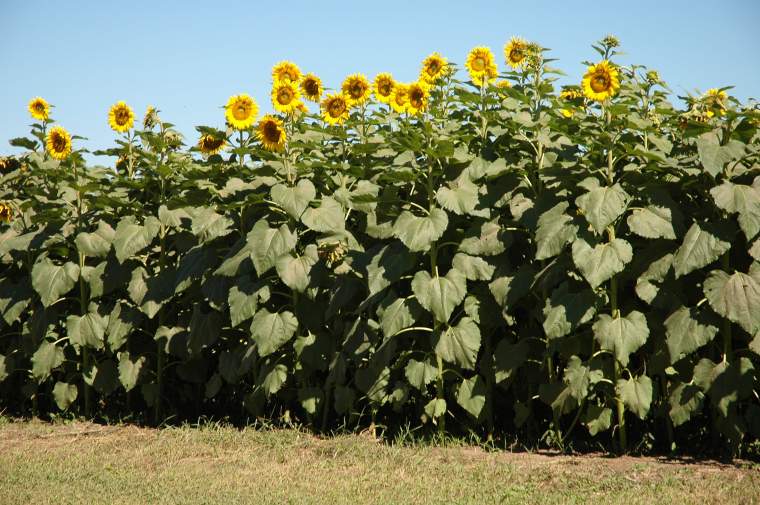 Revista PRODUCCION: La alimentaci&oacute;n saludable impulsa el mercado de girasol con alto contenido oleico