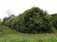 Revista PRODUCCION: El desaf&iacute;o de la citricultura tucumana es aumentar la productividad de las quintas de lim&oacute;n