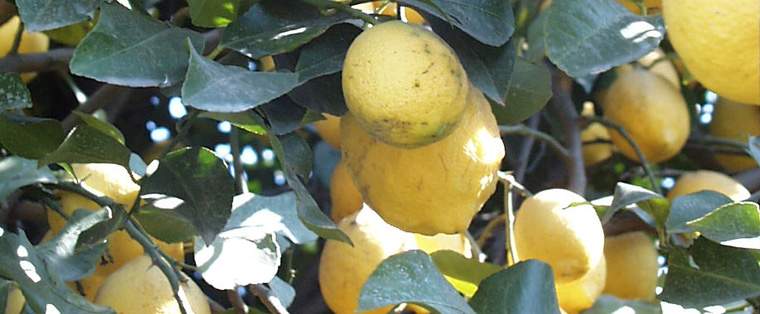 Revista PRODUCCION: El desaf&iacute;o de la citricultura tucumana es aumentar la productividad de las quintas de lim&oacute;n