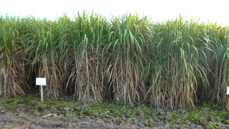 Revista PRODUCCION: yara y la estaci&oacute;n obispo colombres exploran los beneficios de la fertilizaci&oacute;n con nitratos en ca&ntilde;a