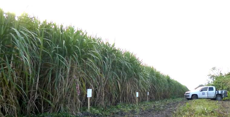 Revista PRODUCCION: yara y la estaci&oacute;n obispo colombres exploran los beneficios de la fertilizaci&oacute;n con nitratos en ca&ntilde;a