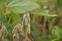 Revista PRODUCCION: las provincias recibieron $1200 millones menos por la ca&iacute;da de la soja