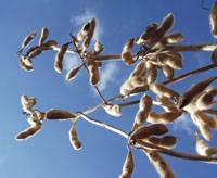 Revista PRODUCCION: a fuerza de rendimiento,  la soja resiste otro año  más en tucumán