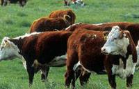 Revista PRODUCCION: premio ipcva a la innovación  tecnológica en carne vacuna