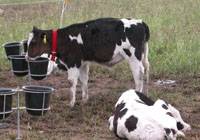 Revista PRODUCCION: subproductos de la industria  quesera para alimentar ganado