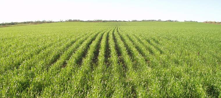 Revista PRODUCCION: ?los sistemas de producci&oacute;n  ancestrales fueron  sustentables?