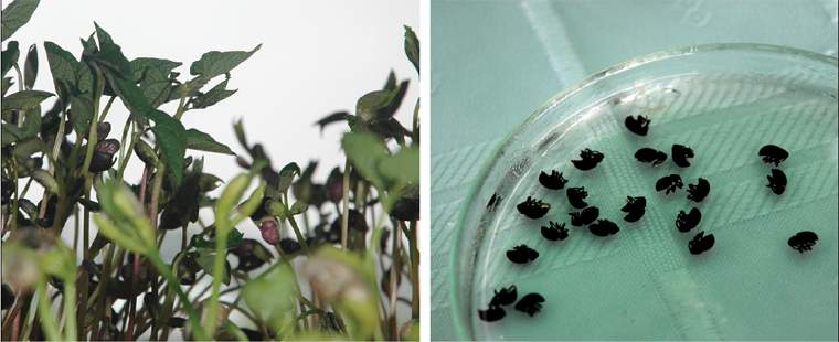 Revista PRODUCCION: ploper y el desaf&iacute;o de la fitopatolog&iacute;a y la productividad