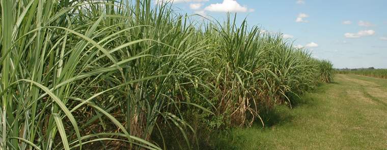 Revista PRODUCCION: reflexiones sobre la problem&aacute;tica azucarera