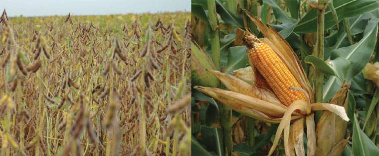 Revista PRODUCCION: tener el suelo cubierto por cultivos durante la mayor parte del año mejora el sistema productivo