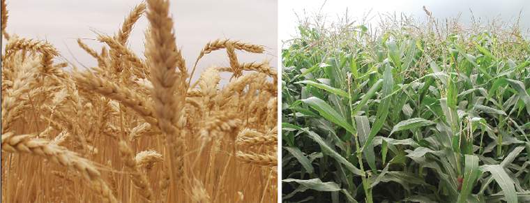 Revista PRODUCCION: productores de tucumán en la búsqueda de la competitividad perdida