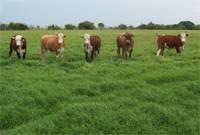 Revista PRODUCCION: pasturas: es tiempo para la siembra