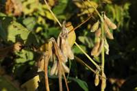 Revista PRODUCCION: nuevos recortes para la estimación de cosecha