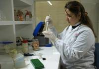 Revista PRODUCCION: describen el genoma de una bacteria que afecta a la caña de azúcar