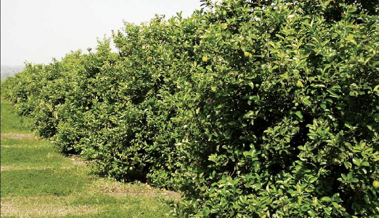 Revista PRODUCCION: los limones del noa ya golpean las puertas de estados unidos