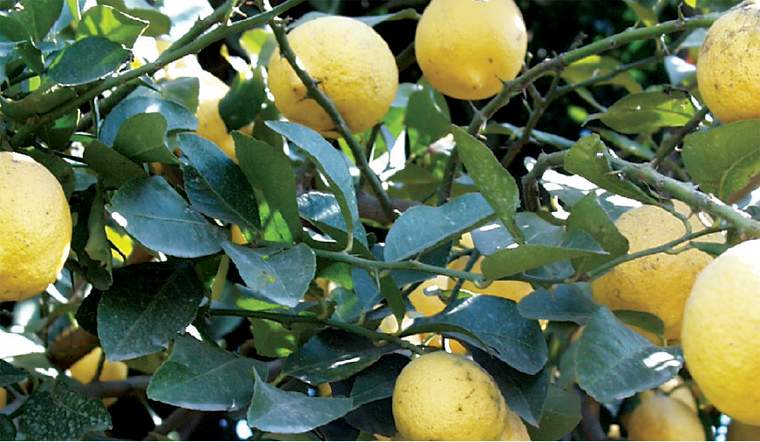 Revista PRODUCCION: los limones del noa ya golpean las puertas de estados unidos