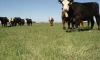 Revista PRODUCCION: claves para potenciar la producción de pasturas forrajeras