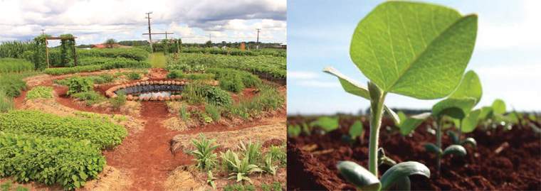 Revista PRODUCCION: saberes antiguos para la agricultura del futuro