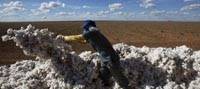 Revista PRODUCCION: crecerá el área de siembra del girasol y disminuirá el cultivo de algodón en chaco