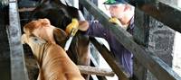 Revista PRODUCCION: pautas para controlar el virus de la diarrea bovina