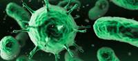 Revista PRODUCCION: desarrollan una bacteria se convierte en fertilizante natural