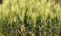 Revista PRODUCCION: desarrollan una bacteria se convierte en fertilizante natural