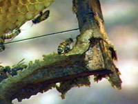 Revista PRODUCCION: Aprobaron normas IRAM-INTA sobre propóleos