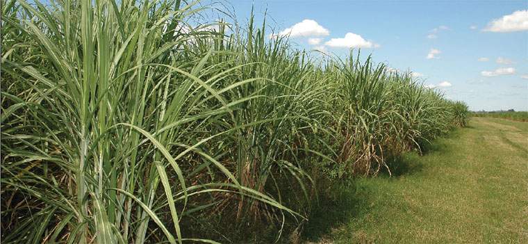 Revista PRODUCCION: azúcar: que el semáforo no tape el bosque