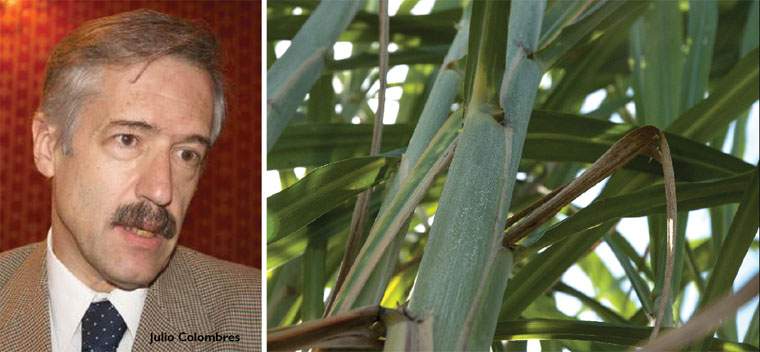 Revista PRODUCCION: azúcar: que el semáforo no tape el bosque