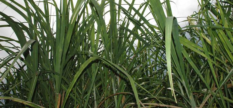 Revista PRODUCCION: azúcar: que el semáforo no tape el bosque