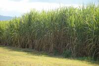 Revista PRODUCCION: Identifican la causa de la estría roja en caña