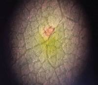 Revista PRODUCCION: Primera detecci&oacute;n de roya de la soja en la localidad de Moscon&iacute;, dpto. San Mart&iacute;n, Salta, en la campa&ntilde;a 2016/2017